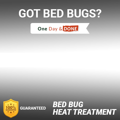 Bed Bug Removal in Hunter’s Creek, FL