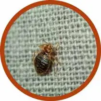 What Signs of Bed Bugs Should I Look For?