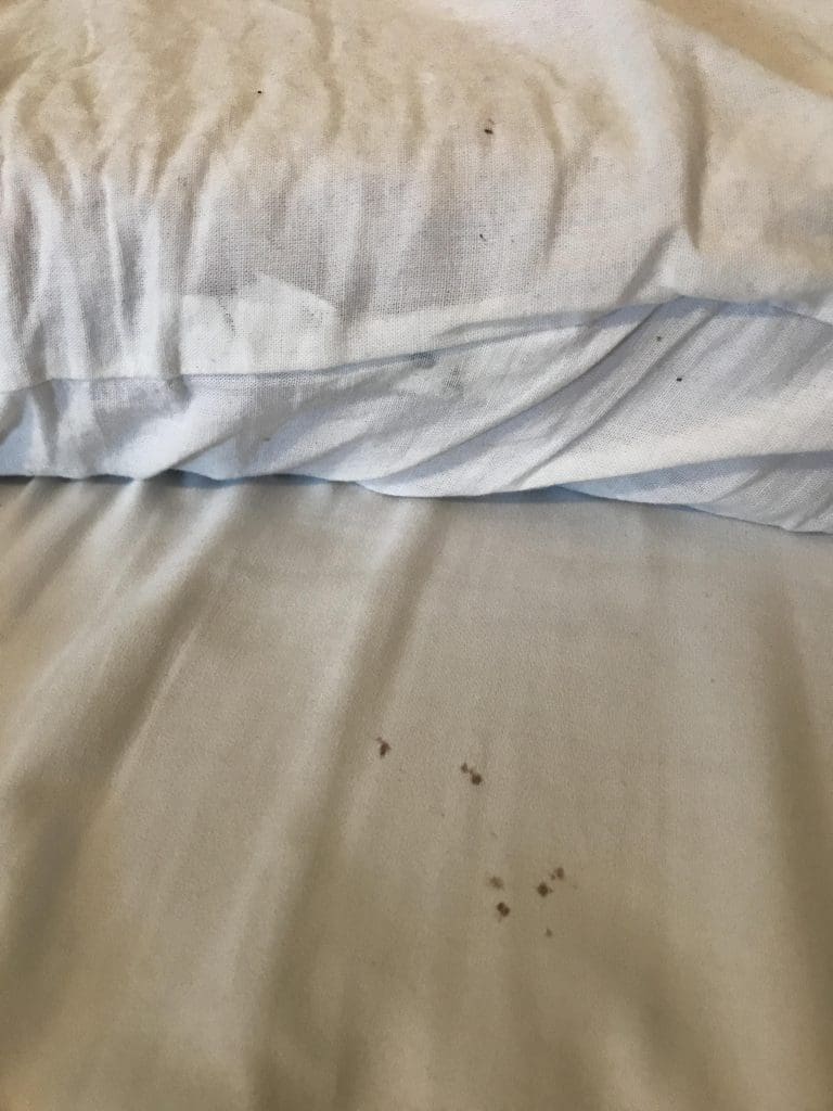 Signs Bed Bugs Are Present